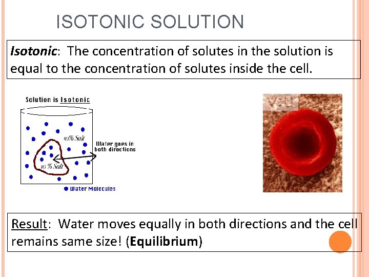 ISOTONIC SOLUTION Isotonic: The concentration of solutes in the solution is equal to the