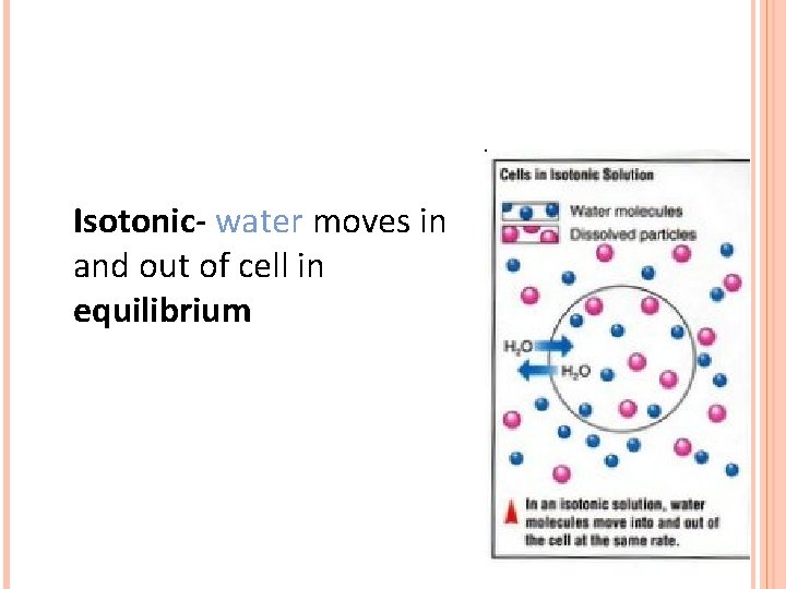 Isotonic- water moves in and out of cell in equilibrium 