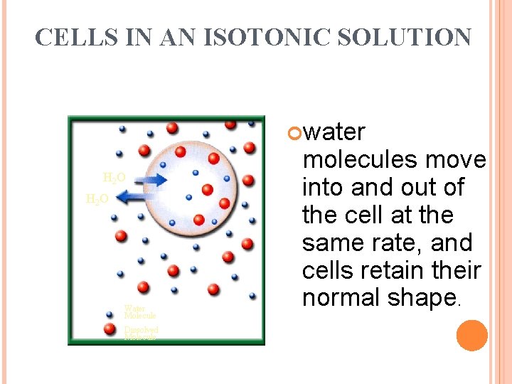 CELLS IN AN ISOTONIC SOLUTION water H 2 O Water Molecule Dissolved Molecule molecules