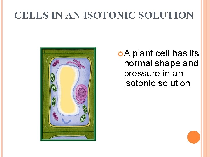 CELLS IN AN ISOTONIC SOLUTION A plant cell has its normal shape and pressure