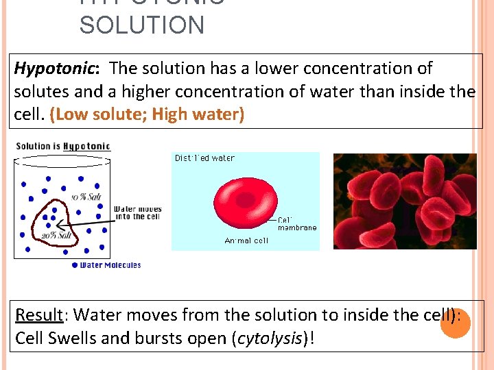 HYPOTONIC SOLUTION Hypotonic: The solution has a lower concentration of solutes and a higher