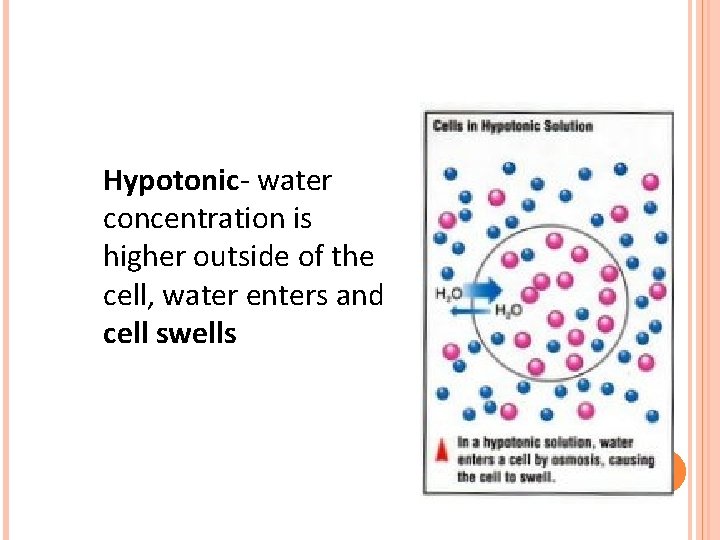 Hypotonic- water concentration is higher outside of the cell, water enters and cell swells