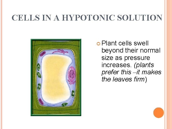 CELLS IN A HYPOTONIC SOLUTION Plant cells swell beyond their normal size as pressure