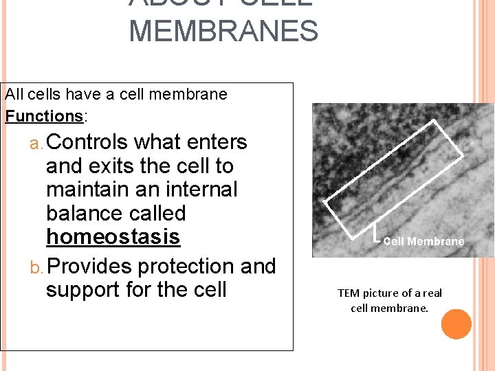 ABOUT CELL MEMBRANES All cells have a cell membrane Functions: a. Controls what enters