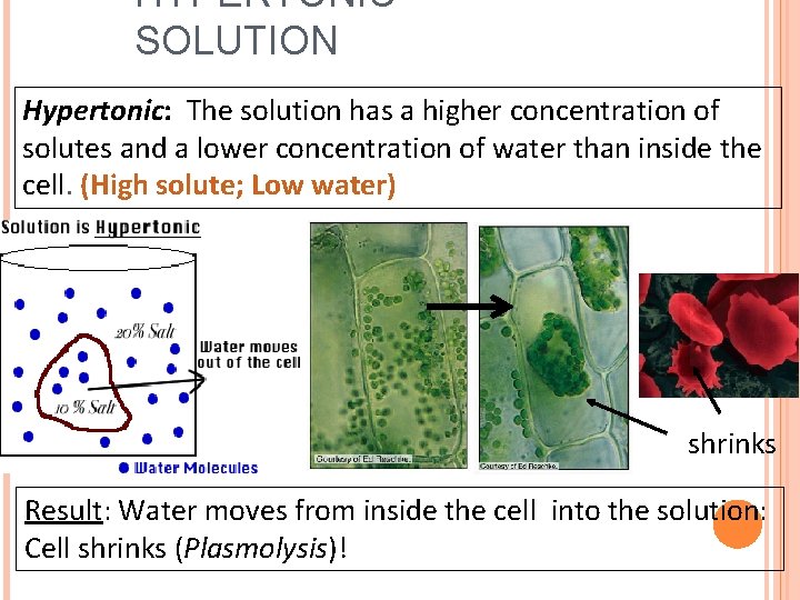 HYPERTONIC SOLUTION Hypertonic: The solution has a higher concentration of solutes and a lower