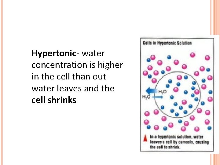 Hypertonic- water concentration is higher in the cell than outwater leaves and the cell