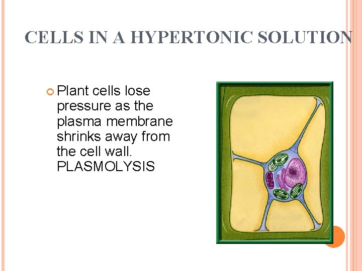 CELLS IN A HYPERTONIC SOLUTION Plant cells lose pressure as the plasma membrane shrinks