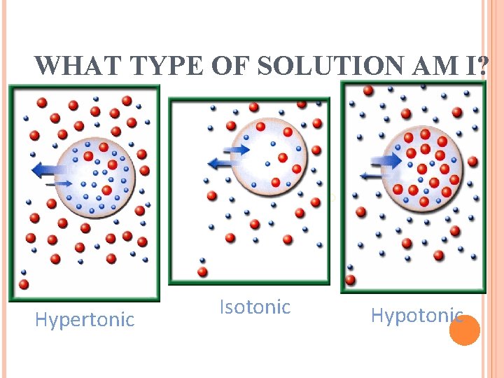 WHAT TYPE OF SOLUTION AM I? H 2 O Hypertonic Isotonic Hypotonic 