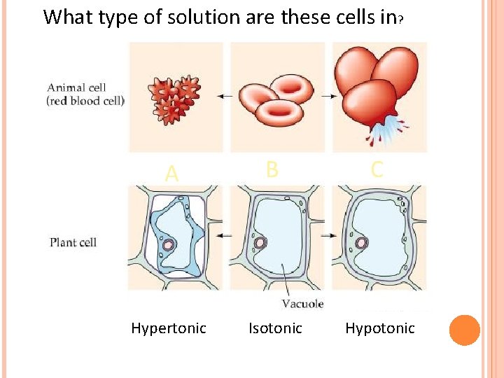 What type of solution are these cells in? A B C Hypertonic Isotonic Hypotonic