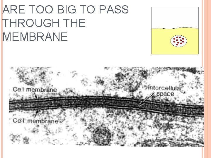 ARE TOO BIG TO PASS THROUGH THE MEMBRANE 