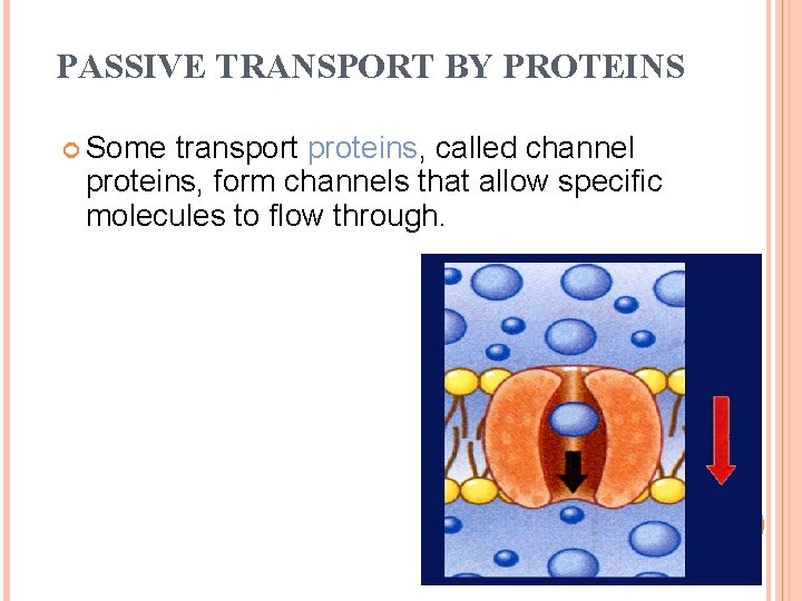 PASSIVE TRANSPORT BY PROTEINS Some transport proteins, called channel proteins, form channels that allow