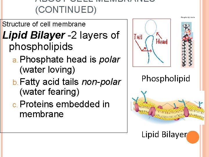 ABOUT CELL MEMBRANES (CONTINUED) Structure of cell membrane Lipid Bilayer -2 layers of phospholipids