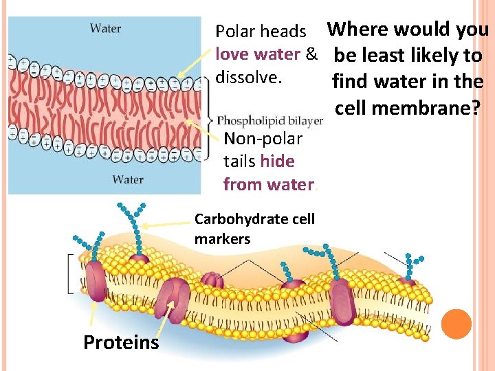 Polar heads Where would you love water & be least likely to dissolve. find