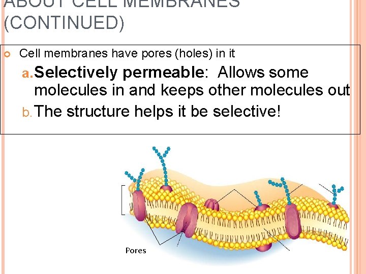 ABOUT CELL MEMBRANES (CONTINUED) Cell membranes have pores (holes) in it a. Selectively permeable: