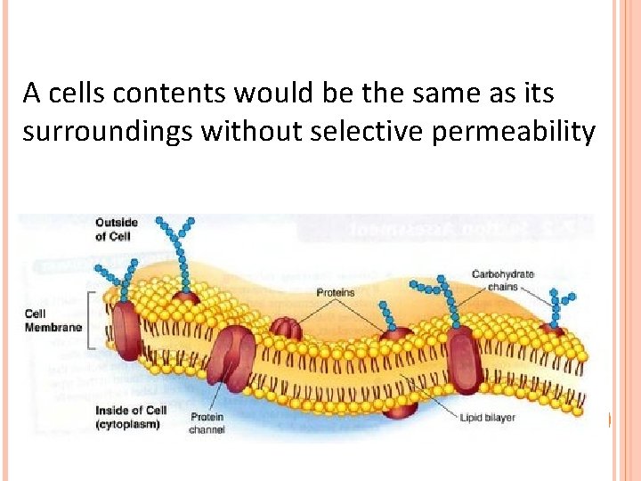 A cells contents would be the same as its surroundings without selective permeability 