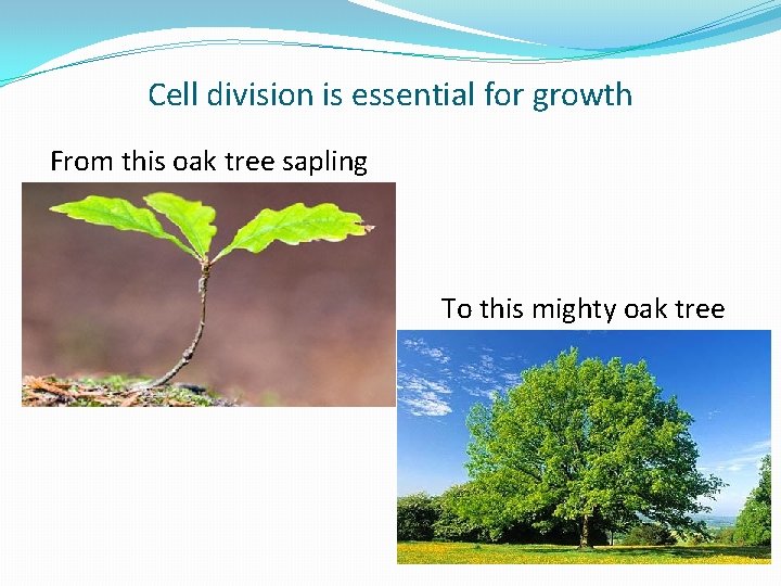 Cell division is essential for growth From this oak tree sapling To this mighty