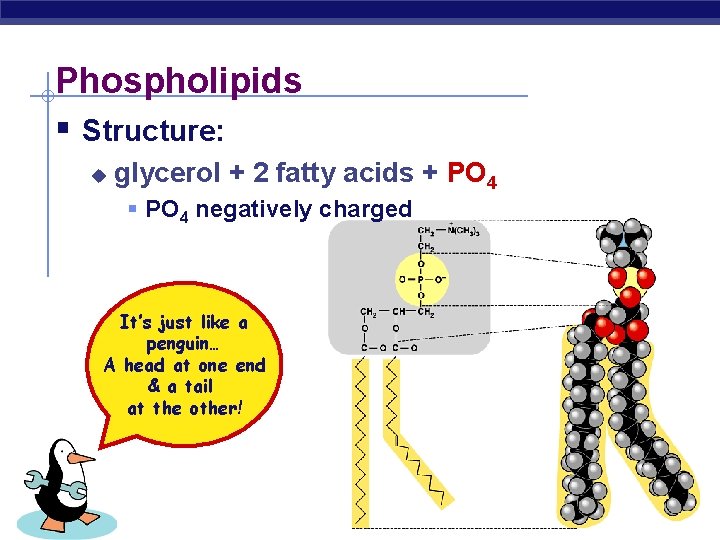 Phospholipids § Structure: u glycerol + 2 fatty acids + PO 4 § PO
