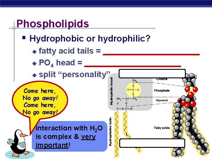 Phospholipids § Hydrophobic or hydrophilic? fatty acid tails = ___________ u PO 4 head