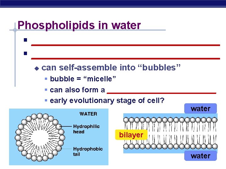 Phospholipids in water § ____________________________________ u can self-assemble into “bubbles” § bubble = “micelle”