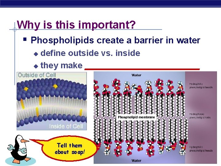 Why is this important? § Phospholipids create a barrier in water define outside vs.
