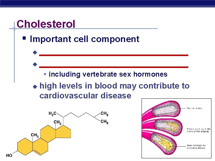 Cholesterol § Important cell component ________________________________ u § including vertebrate sex hormones u AP