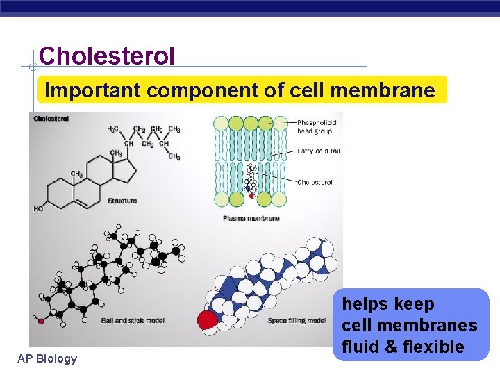 Cholesterol Important component of cell membrane AP Biology helps keep cell membranes fluid &