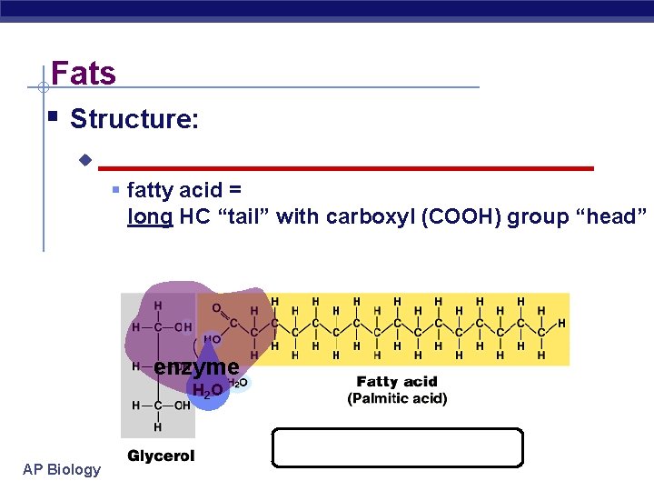 Fats § Structure: u __________________ § fatty acid = long HC “tail” with carboxyl