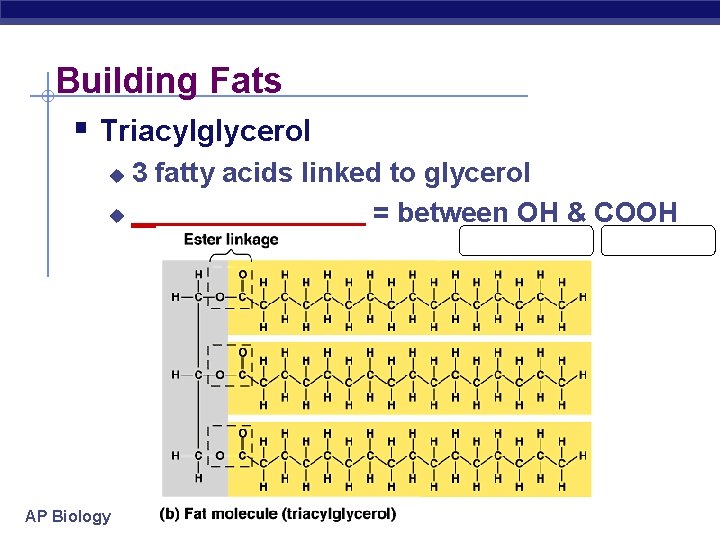 Building Fats § Triacylglycerol 3 fatty acids linked to glycerol u ________ = between