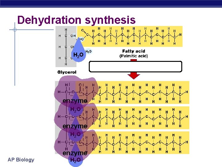 Dehydration synthesis H 2 O dehydration synthesis enzyme H 2 O enzyme AP Biology