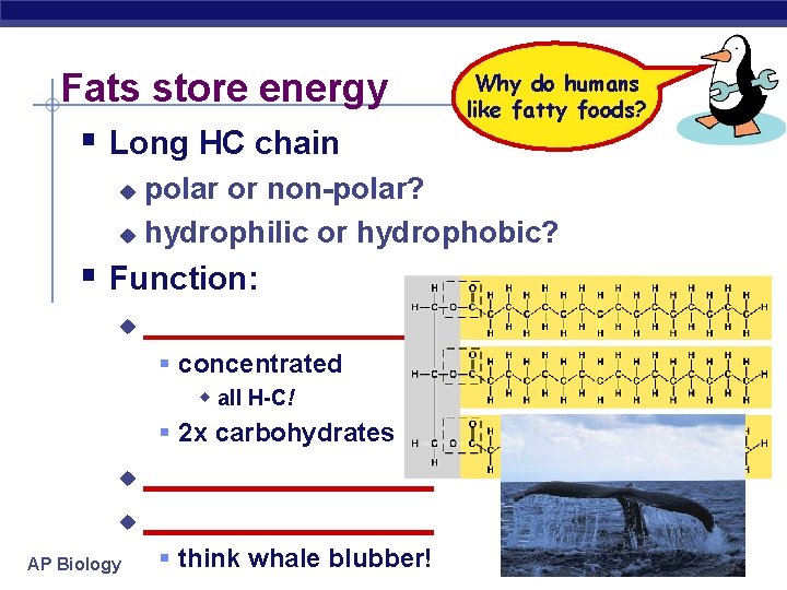 Fats store energy § Long HC chain Why do humans like fatty foods? polar