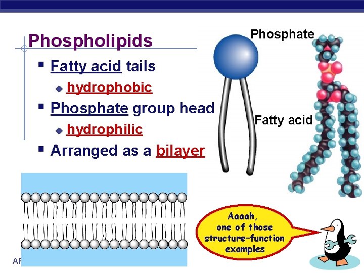 Phosphate Phospholipids § Fatty acid tails u hydrophobic § Phosphate group head u hydrophilic