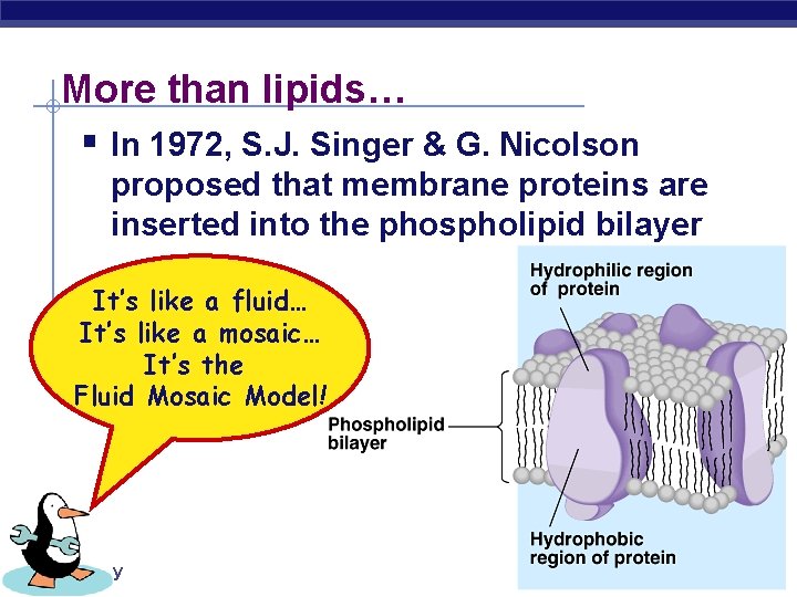 More than lipids… § In 1972, S. J. Singer & G. Nicolson proposed that