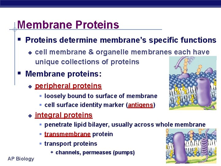 Membrane Proteins § Proteins determine membrane’s specific functions u cell membrane & organelle membranes