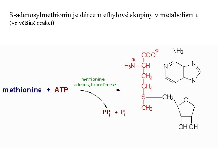 S-adenosylmethionin je dárce methylové skupiny v metabolismu (ve většině reakcí) 
