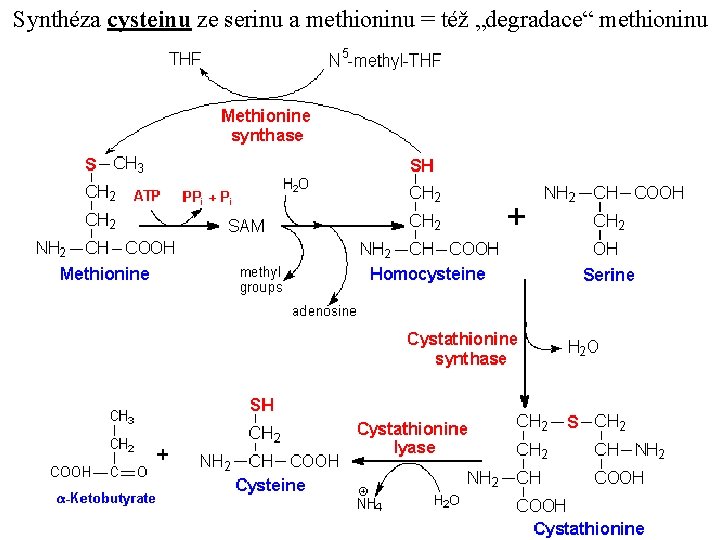 Synthéza cysteinu ze serinu a methioninu = též „degradace“ methioninu 