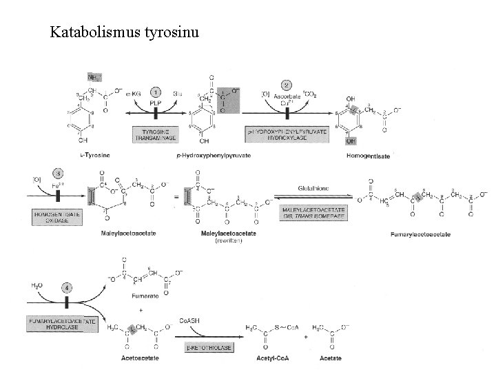 Katabolismus tyrosinu 
