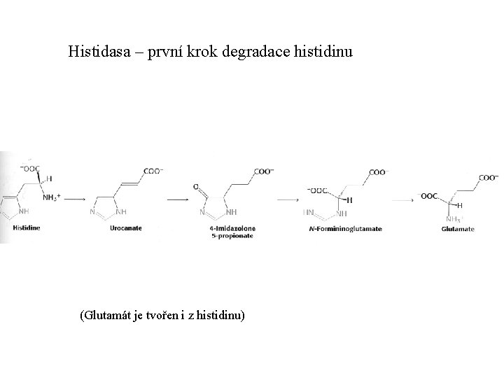 Histidasa – první krok degradace histidinu (Glutamát je tvořen i z histidinu) 