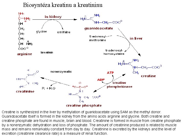 Biosyntéza kreatinu a kreatininu Creatine is synthesized in the liver by methylation of guanidoacetate