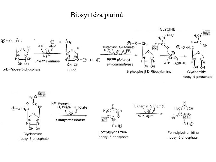 Biosyntéza purinů 