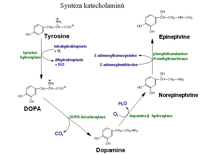 Syntéza katecholaminů 