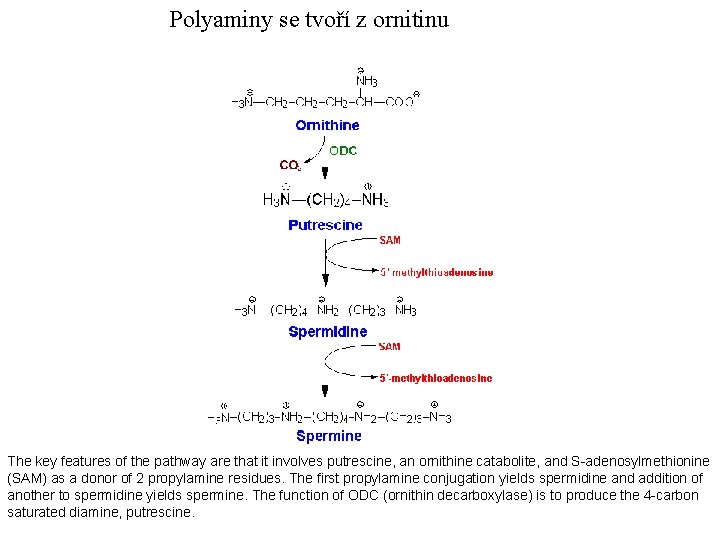 Polyaminy se tvoří z ornitinu The key features of the pathway are that it