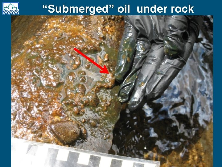 “Submerged” oil under rock 