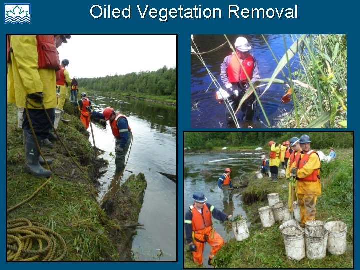 Oiled Vegetation Removal 