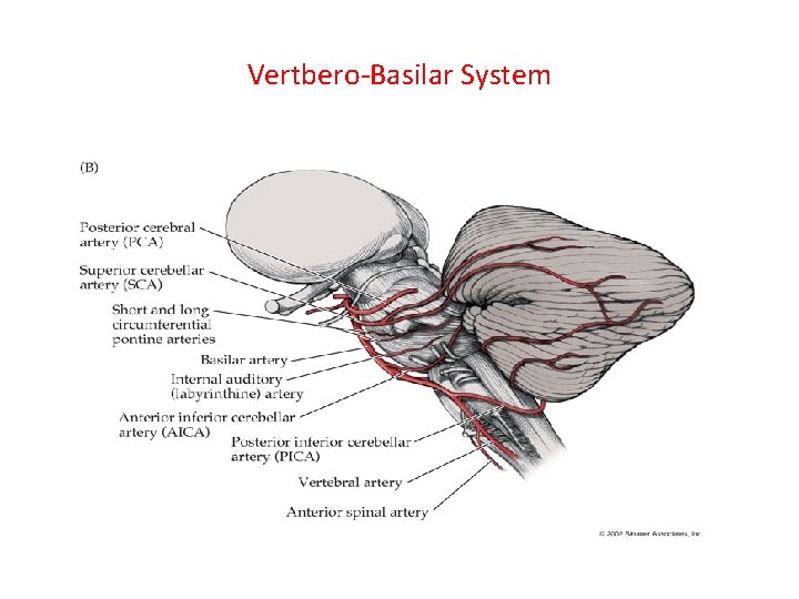 Vertbero-Basilar System 