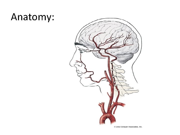 Anatomy: 