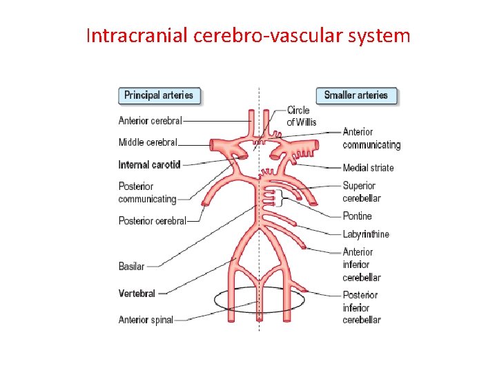 Intracranial cerebro-vascular system 