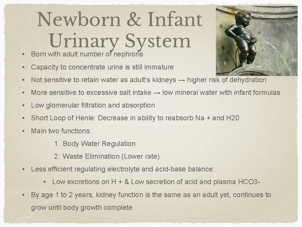 Newborn & Infant Urinary System • Born with adult number of nephrons • Capacity