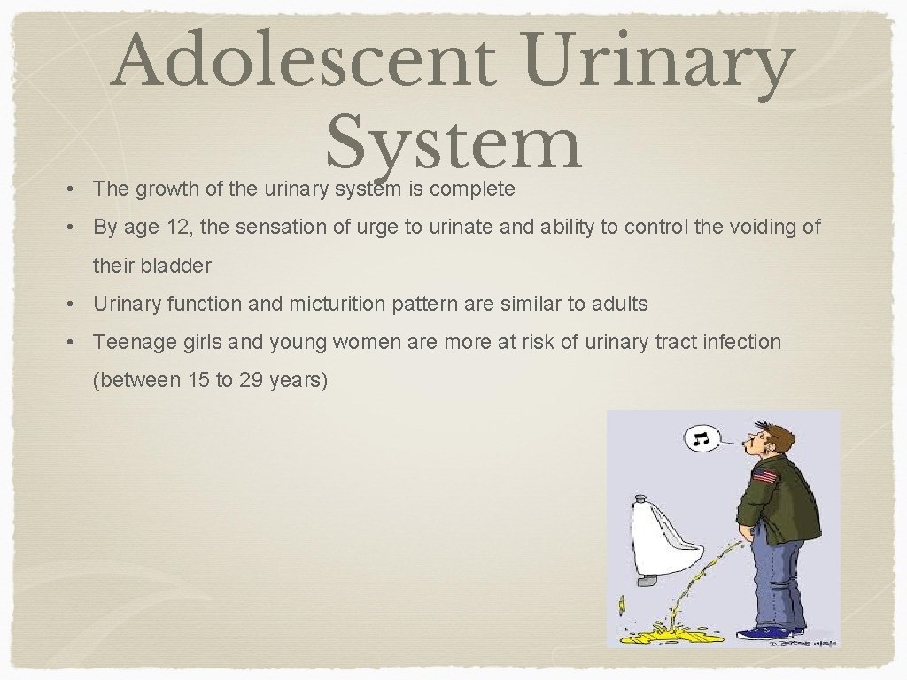 Adolescent Urinary System • The growth of the urinary system is complete • By