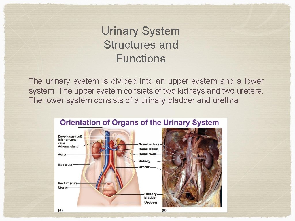 Urinary System Structures and Functions The urinary system is divided into an upper system