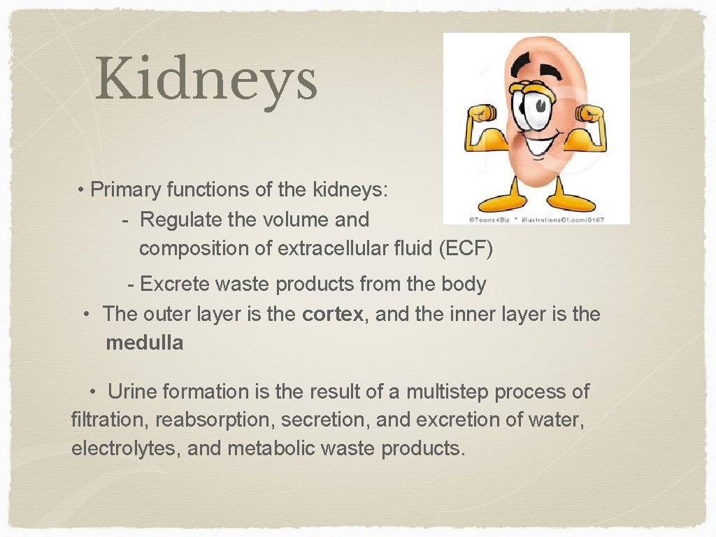 Kidneys • Primary functions of the kidneys: - Regulate the volume and composition of
